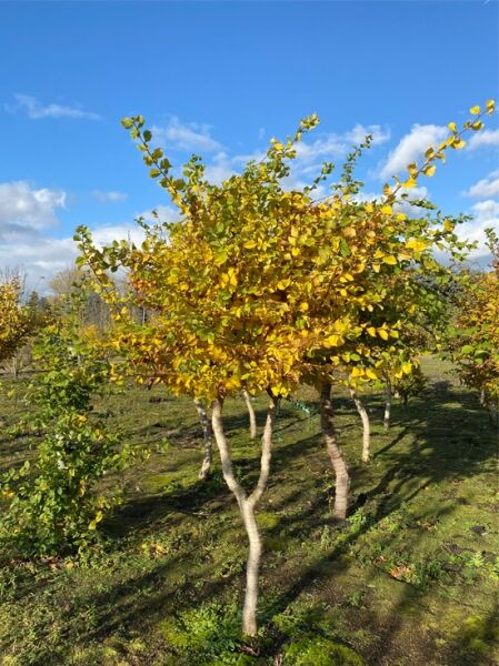 Hainbuche / Charakterbaum / Savannenbaum Carpinus betulus