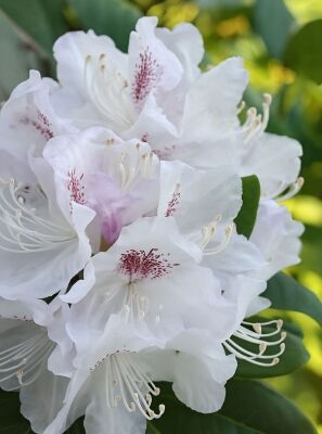 Groblumige Rhododendren gnstig in Top-Baumschulqualitt kaufen
