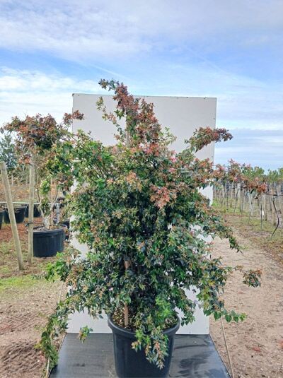 Abelia grandiflora 'Edward Goucher', Großblumige Abelie in Container, 150-175 cm, grün-rote Blätter, Baumschule Pflanze