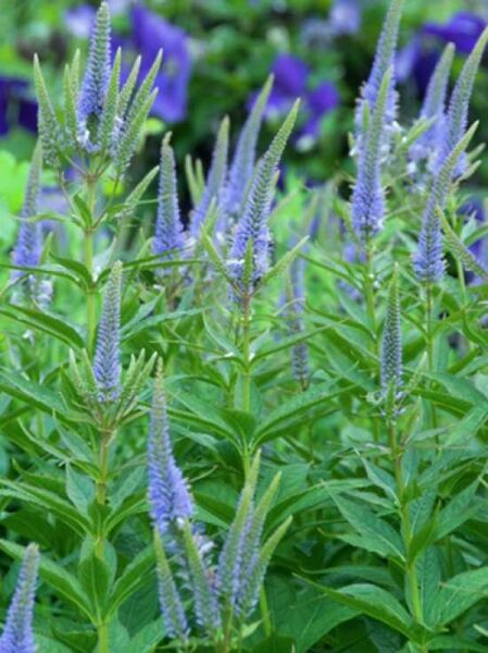 Kandelaber-Ehrenpreis  / Veronicastrum virginicum