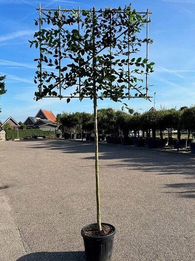 Carpinus betulus 'Spalier' Hainbuche als Hochstamm-Spalier im Container, rechteckig erzogene Krone am Spalierrahmen.