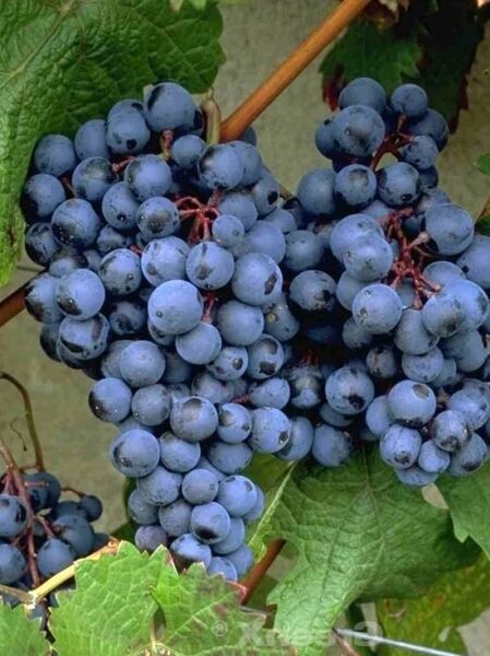 Weintraube &#039;Muskat Bleu&#039; / Vitis &#039;Muskat Bleu&#039;