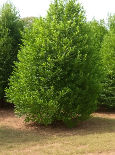 Prunus caroliniana (Freiland Benjamini), dicht belaubter immergrüner Strauch mit aufrechtem Wuchs im Freiland.