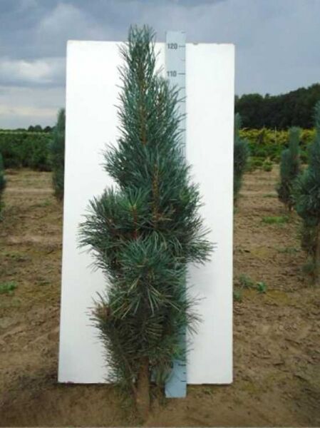 Pinus sylvestris 'Fastigiata' / Säulen-Kiefer