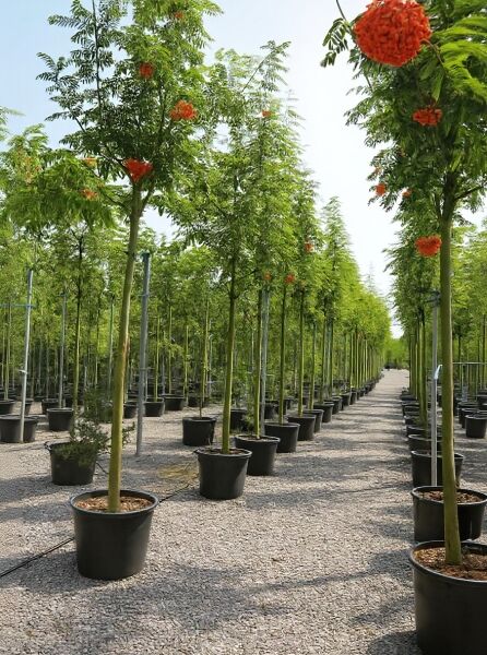 Sorbus aucuparia (Gemeine Eberesche/Vogelbeere) Hochstamm 12-14 StU im Container, Baumreihe mit grünen Blättern und roten Beerenständen