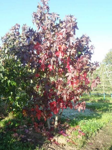 Amerikanischer Amberbaum / Guldenbaum 'mehrstämmig' / Amerikanischer Amberbaum / Guldenbaum 'mehrstämmig'