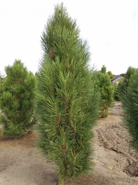 Pinus nigra 'Pyramidalis' / Säulenschwarzföhre