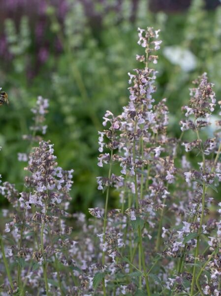 Nepeta racemosa 'Amelia' / Katzenminze 'Amelia'
