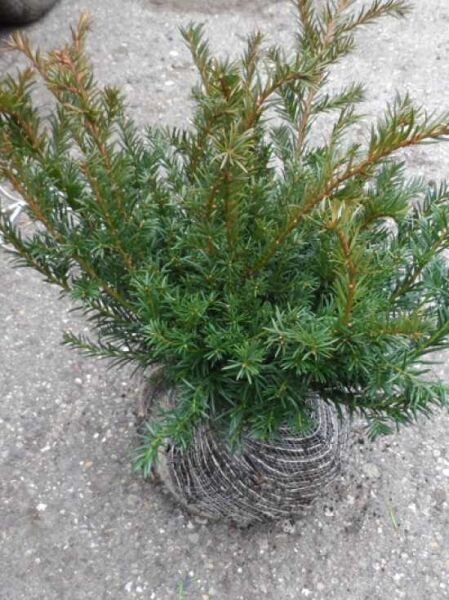 Kissen-Eibe / Tafel-Eibe / Kissen-Eibe / Tafel-Eibe