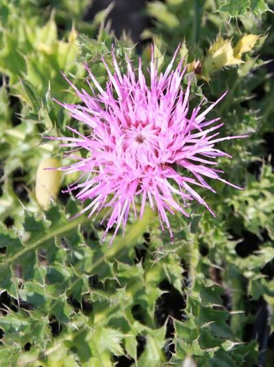 Cirsium acaule / Stängellose Kratzdistel mit pinkfarbener Distelblüte und dornigen, tief gelappten Blättern