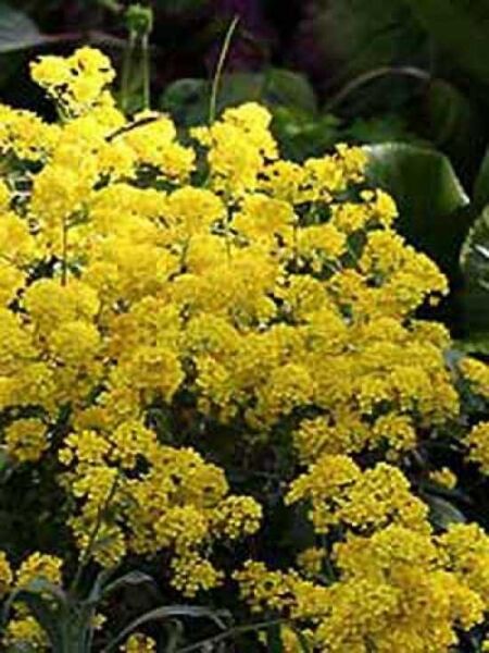 Alyssum saxatile / Felsen-Steinkraut