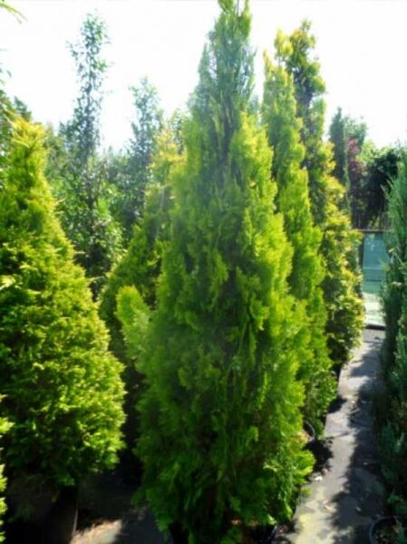 Thuja orientalis 'Pyramidalis Aurea' / morgenländischer Lebensbaum 'Pyramidalis Aurea'