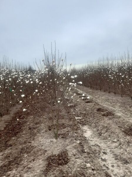 Magnolia loebneri 'Merrill' / Große Stern-Magnolie 'Merrill' 250-300 cm m. Db., Jungbaum im Feld mit weißen Blütenknospen