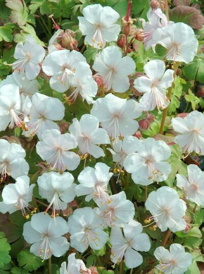 Storchschnabel / Cambridge-Garten-Storchschnabel 'Saint Ola' - Geranium x cantabrigiense 'Saint Ola'