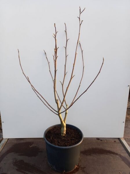 Magnolia acuminata 'Blue Opal' / Magnolie 'Blue Opal', laubfreier Strauch im Topf, 100-125 cm, C20