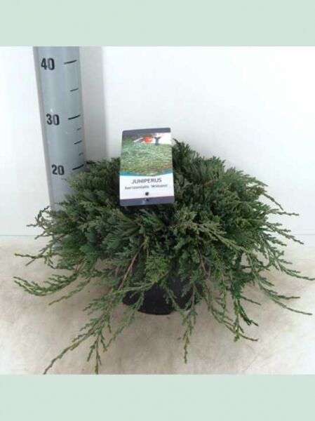 Juniperus horizontalis 'Wiltonii' / Teppich-Wacholder 'Wiltonii', flacher, teppichartiger Wuchs, im Topf C7, 40–50 cm breit.
