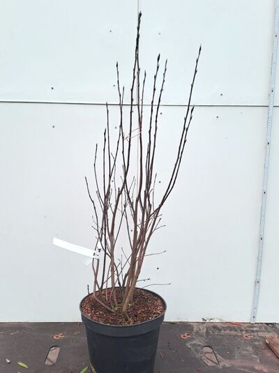 Echte Felsenbirne (Amelanchier ovalis/rotundifolia) mehrtriebiger Strauch im Topf, 80–100 cm, C7.5