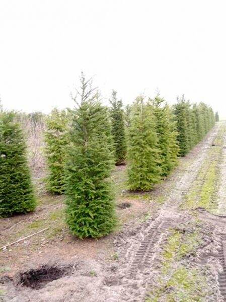 Tsuga heterophylla (Westliche Hemlocktanne) 200–250 cm m. B., schlanke Nadelbäume in Reihe auf Baumschulfläche.