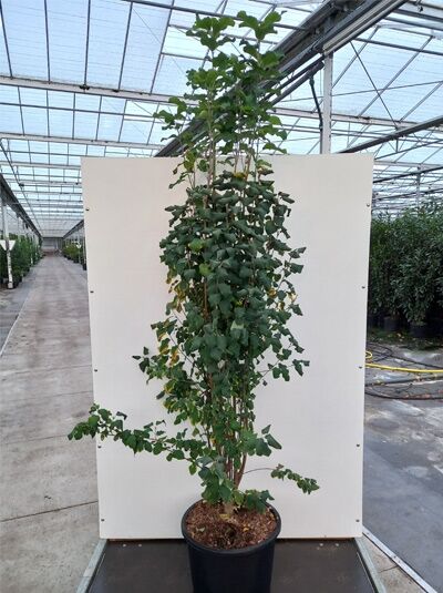 Amelanchier alnifolia 'Obelisk' (Säulen-Felsenbirne) im Topf C35, 200–250 cm, aufrechter, schlanker Wuchs mit grünem Laub.