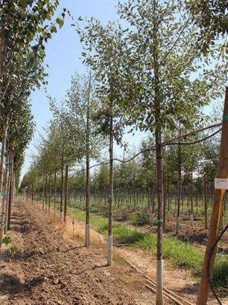 Schlitzblättrige Grau-Erle (Alnus incana 'Laciniata') Hochstamm 14–16 StU mit Drahtballen, gerader Stamm, belaubte Krone.