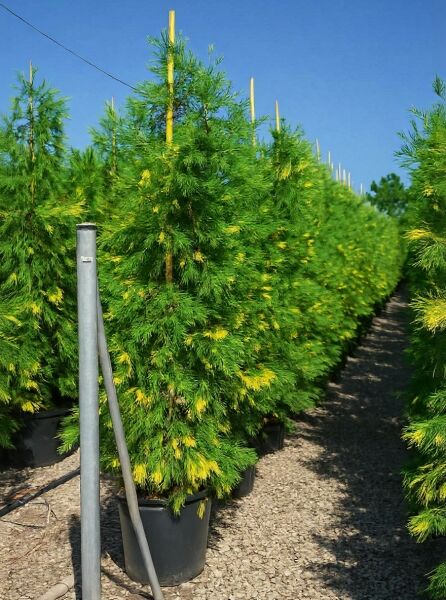 Goldgelbe Kalifornische Flusszeder (Calocedrus decurrens 'Aureovariegata') im Topf, aufrecht wachsend, grün-gelb panaschiert.