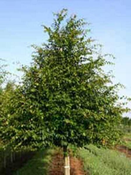Amerikanische Hainbuche / Amerikanische Weißbuche / Amerikanische Hainbuche / Amerikanische Weißbuche