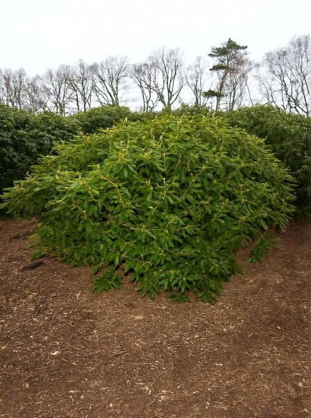 Rhododendron 'Flava' (Rhododendron yakushimanum) Solitärstrauch, 160–180 cm Breite, dichter grüner Wuchs im Beet