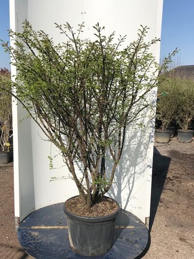 Euonymus alatus 'Compactus', Niedriger Korkspindelstrauch 'Compactus' 150-175 cm C50, mehrstämmiger Strauch im Container.