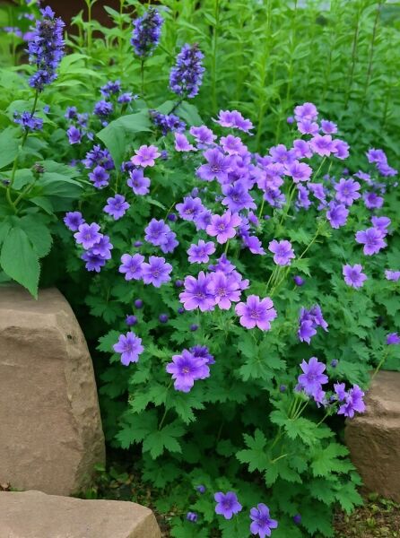 Nepeta subsessilis 'Washfield' / Sitzende Katzenminze 'Washfield' mit violettblauen Blütenähren und grünem Laub im Beet