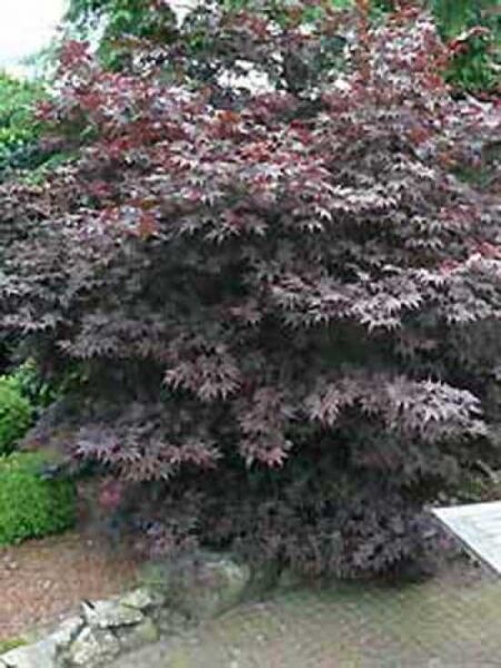 Acer palmatum 'Atropurpureum' / Roter Fächerahorn / Japanischer Ahorn