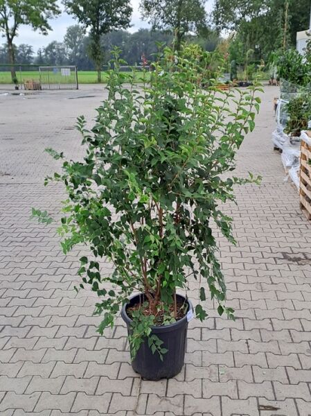 Syringa microphylla 'Superba' / Herbstflieder 'Superba' 150-175 cm C35, mehrtriebiger Strauch im Container mit grünem Laub