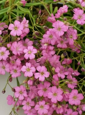 Kriechendes Schleierkraut 'Rosea Compacta' - Gypsophila repens 'Rosea  Compacta'