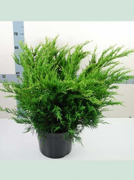 Juniperus pfitzeriana 'Mint Julep' / Grüner Pfitzer-Strauch-Wacholder 'Mint Julep', 50–60 cm breit, im Topf (C12)