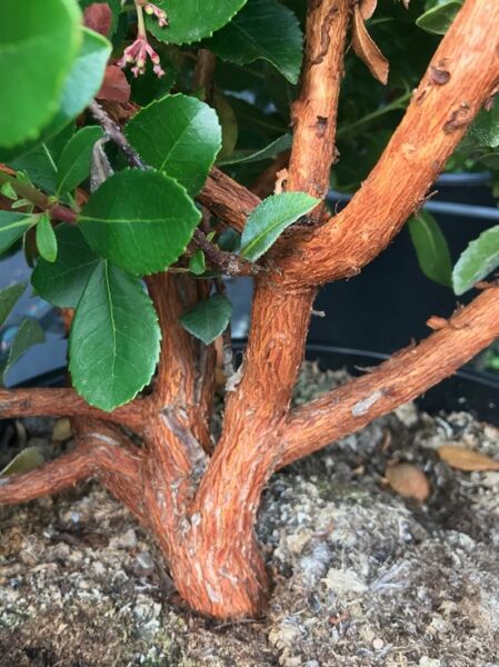 Arbutus unedo 'Roselily' ® / Rosa blühender Erdbeerbaum / Erdbeerbaum 'Roselily' ®
