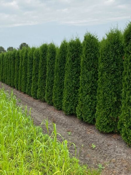 Thuja occidentalis 'Columna' / Säulen-Lebensbaum 'Columna' 250-300 cm m. B., Reihe aufrecht wachsender Koniferen als Solitärpflanzen