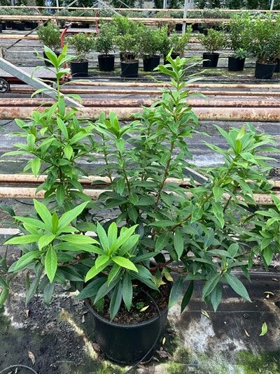 Seidelbast (Daphne bholua ‘Alba‘) im schwarzen Pflanztopf, 60–80 cm, C20, grünes Laub, mehrtriebiger Strauch.
