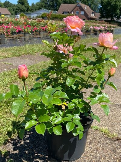 Rosa 'Dornburger Schlossrose'® (Edelrose) im C5-Topf mit rosa Blüten und Knospen, grünes Laub.