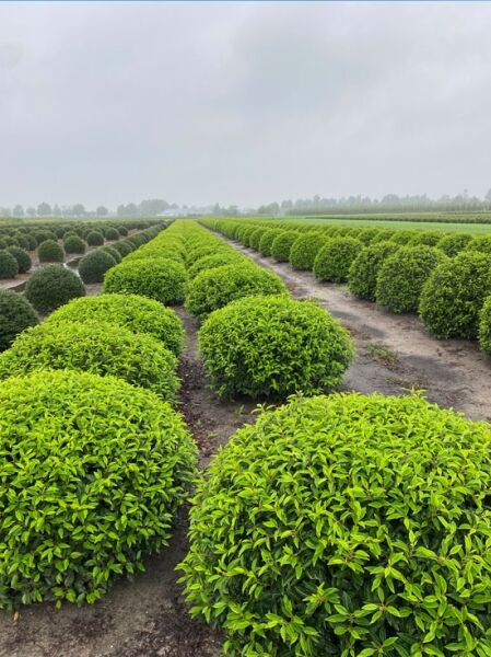 Prunus lusitanica 'Angustifolia' Kugel / Portugiesischer Kirschlorbeer 'Kugel' als kugelig geschnittener Strauch im Feldanbau