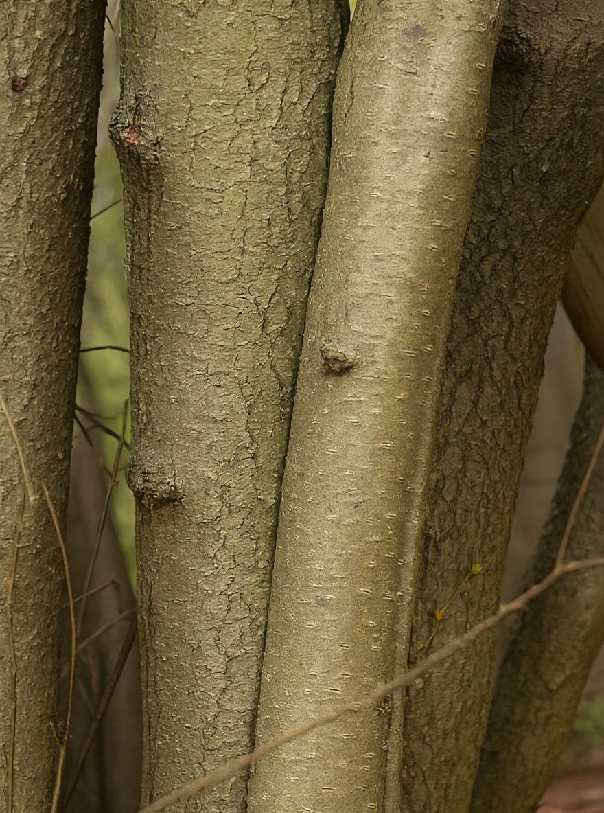 Gewöhnliche Hasel / Haselnuss - Corylus avellana