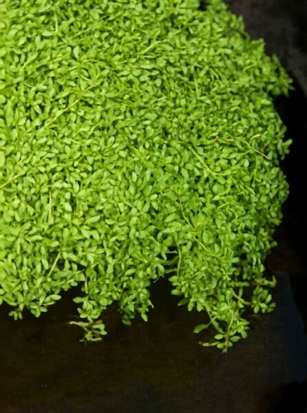 Sumpf-Wasserstern / Frühlings-Wasserstern / Sumpf-Wasserstern / Frühlings-Wasserstern