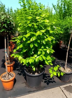 Portugiesischer Kirschlorbeer - Prunus lusitanica 'Angustifolia 'Kugel auf  Stamm'