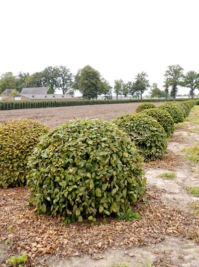 Carpinus betulus 'Kugel' / Hainbuche 'Kugel' 120-140 cm m. Db., kugelförmig geschnittener Laubbaum in Baumschulreihe