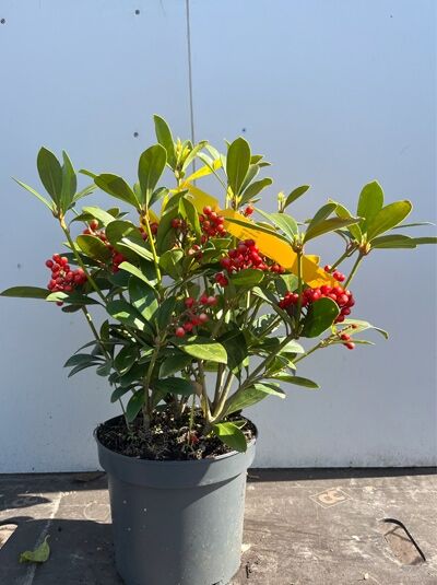 Großblättrige Skimmie 'Veitchii' / Skimmia japonica 'Veitchii'