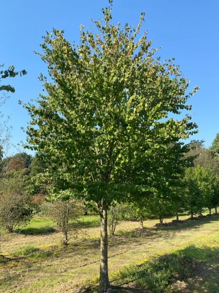 Cercidiphyllum japonicum / Judasblatt / Kuchenbaum / Katsurabaum 