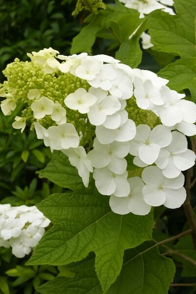 Eichenblatt-Hortensie 'Snow Queen' / Eichenblatt-Hortensie 'Snow Queen'