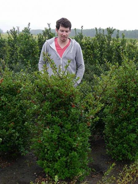 Ilex meserveae 'Blue Princess' / Stechpalme 'Blue Princess' 125-150 cm m. B., Solitärstrauch mit grünem Laub im Feldbestand.