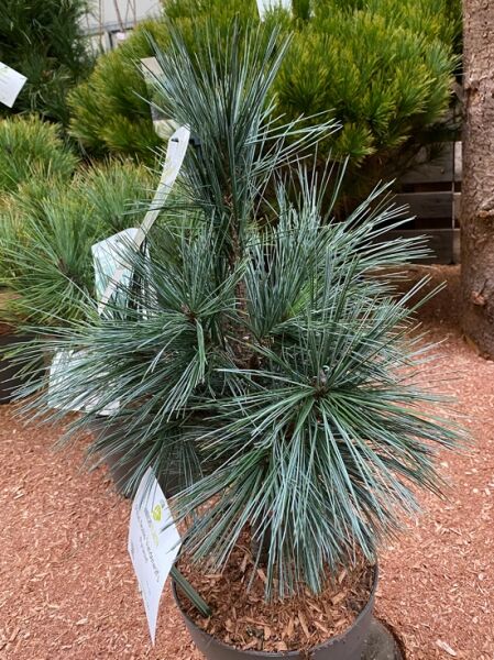 Pinus flexilis 'Vanderwolf's Pyramid' / Biegsame Kiefer 'Vanderwolf's Pyramid', aufrechter Nadelbaum mit blaugrünen Nadeln