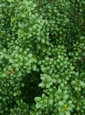Lffel-Ilex / Japanischer Ilex 'Convexa' - Ilex crenata 'Convexa'