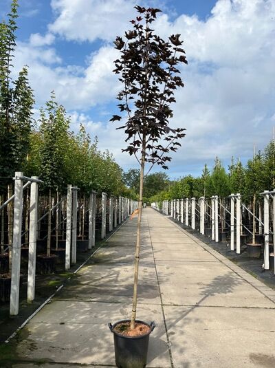 Acer platanoides 'Royal Red' / Spitz-Ahorn 'Royal Red' Hochstamm 8-10 StU im Container mit dunkelrotem Laub und geradem Stamm