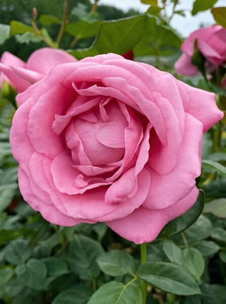 Edelrose Rosa 'Desirée'® mit großer, gefüllter, rosafarbener Blüte und grünem Laub am Stiel.